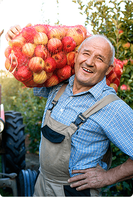Farmer carrying apples
