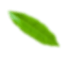 Leaf Decoration
